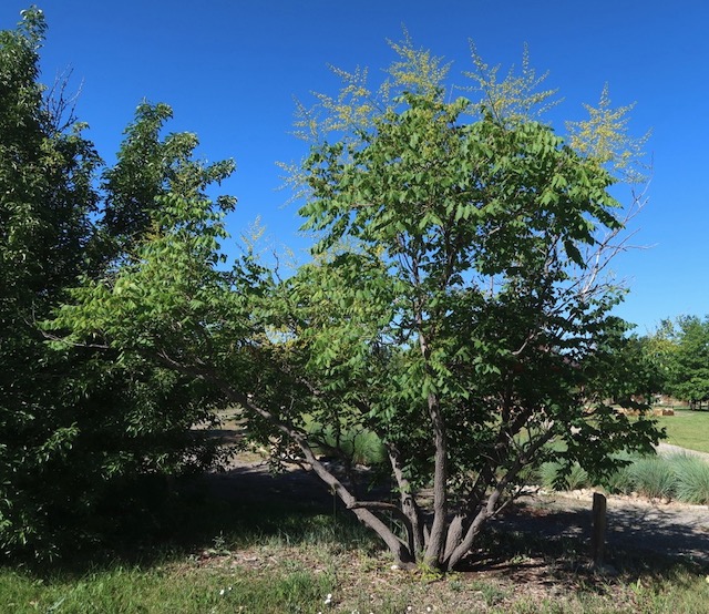 Goldenraintree 木欒子（もくげんじ）panicled goldenraintree -アメリカの木