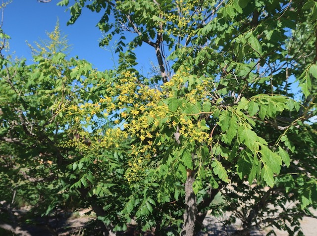 Goldenraintree 木欒子（もくげんじ）panicled goldenraintree -アメリカの木