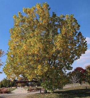 Jeronimus Plains Cottonwood アメリカの木