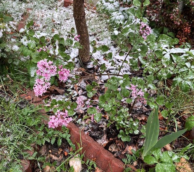 Lilac アメリカのライラックの花