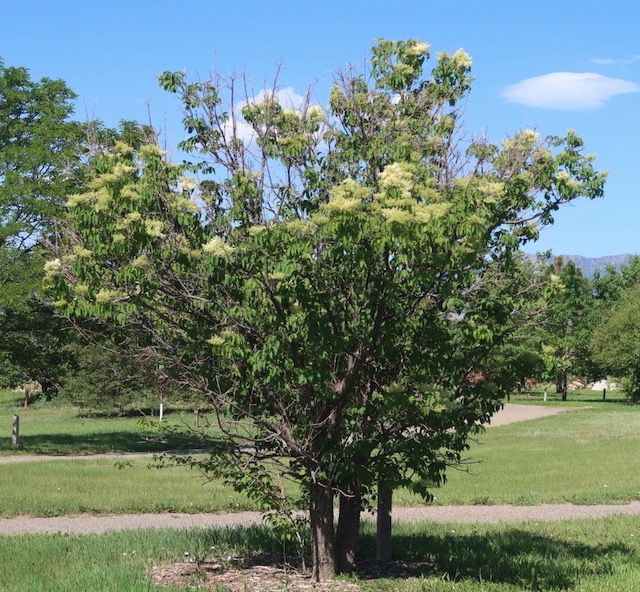 Pekin Tree Lilac ライラック アメリカの樹木 ミニガイド・ミニ図鑑