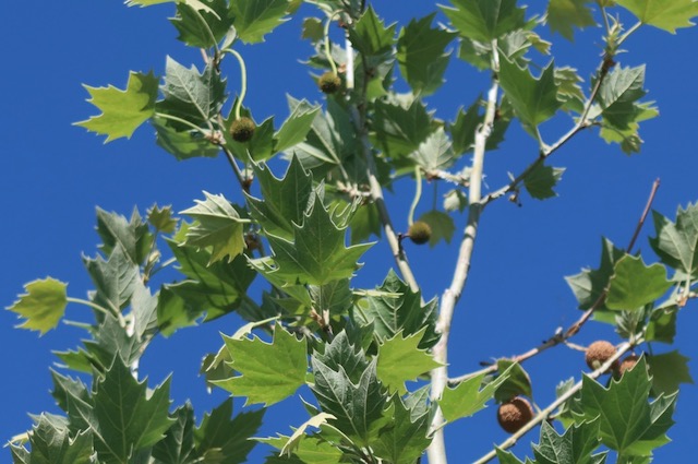 Planetree -アメリカの木 アメリカの樹木 ミニガイド・ミニ図鑑