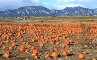 ハロウィン用のかぼちゃ畑