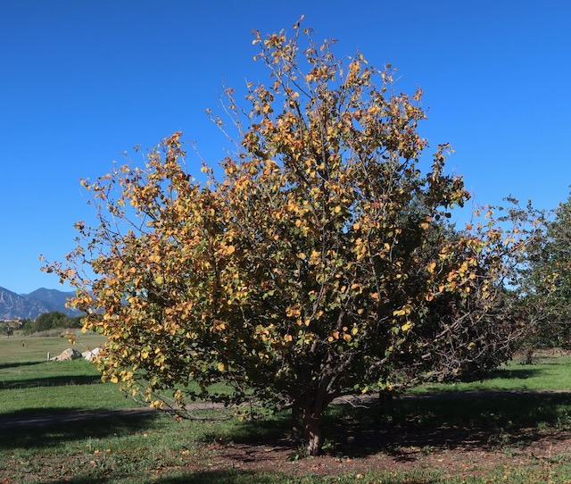 River Hawthorn サンザシ -アメリカの木