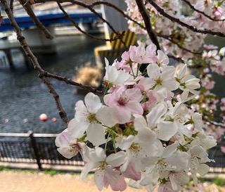 桜の花　東京