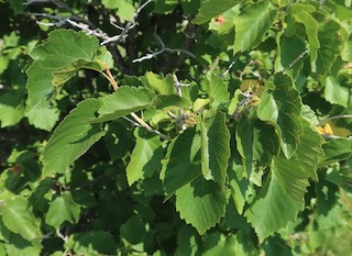 turkish fibert -アメリカの木