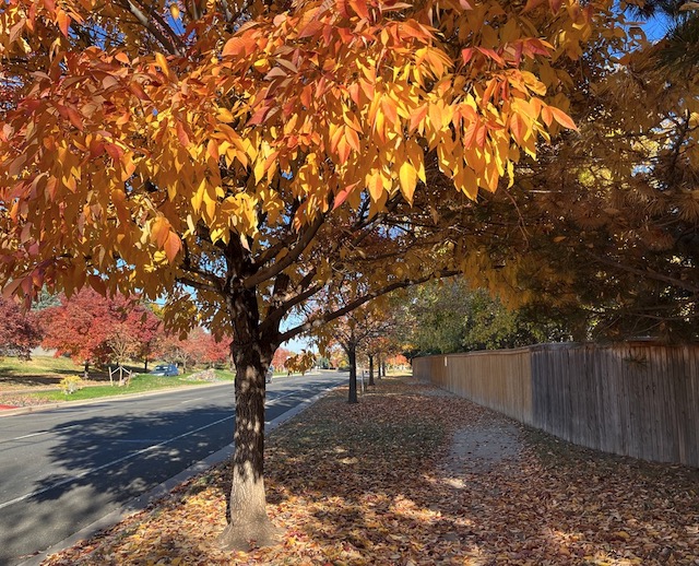 Ash  トネリコ の黄葉・紅葉  -アメリカの街路樹