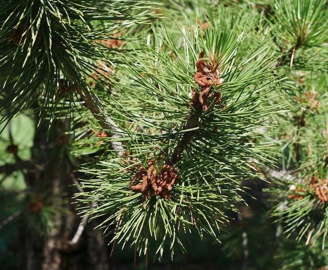 アメリカの樹木 Austrian Pine 6月下旬