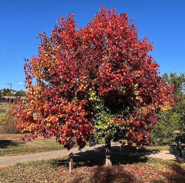 Autumn Blaze Pear  梨の木 アメリカの木
