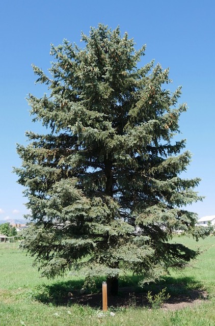 アメリカの樹木 Colorado Spruce 6月下旬