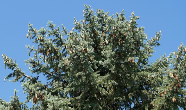 アメリカの樹木 Colorado Spruce 6月下旬