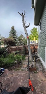 アメリカの庭木の伐採 DIY アスペン樹