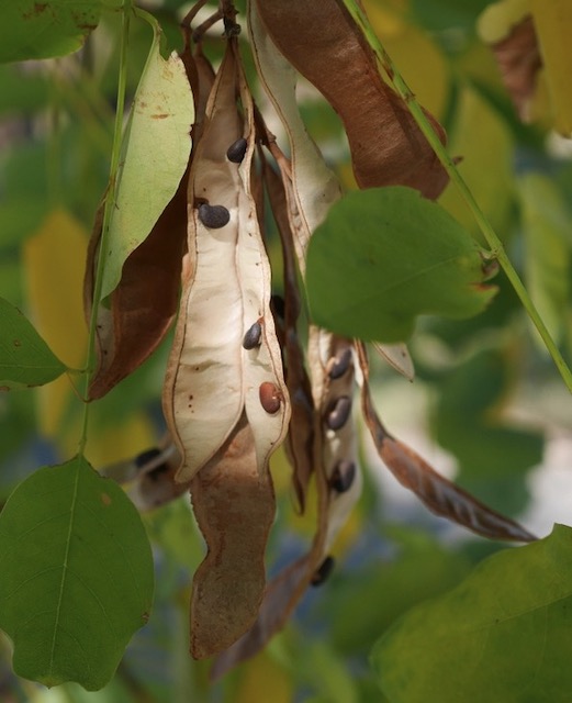Locust  ニセアカシア frisia golden locust -アメリカの木