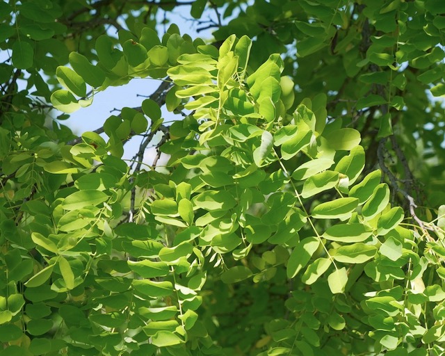 Locust  ニセアカシア frisia golden locust -アメリカの木
