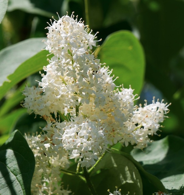 Ivory Silk Lilac ライラックの花