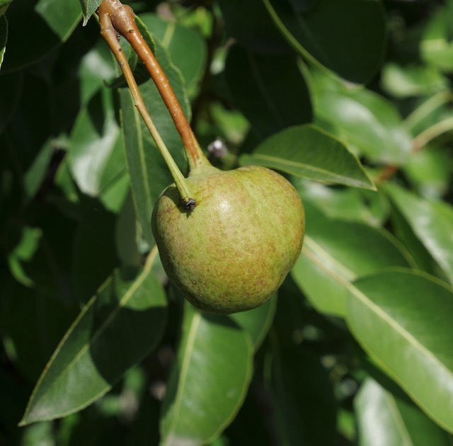 Korean Pear アメリカの木 マメナシの実