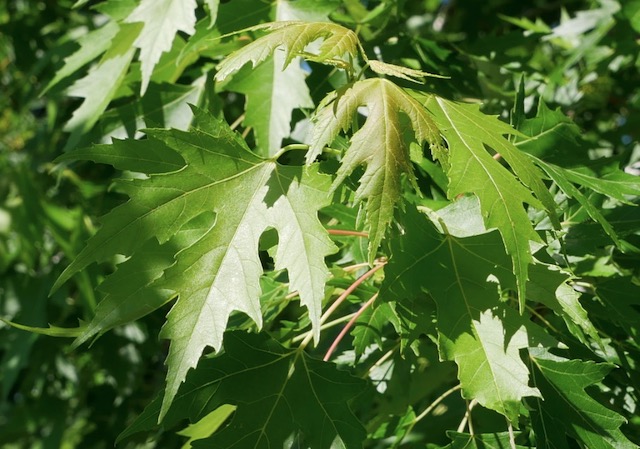 アメリカの樹木 Silver Maple 6月下旬