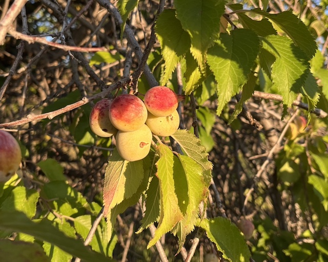 American Plum スモモの木 -アメリカの木　木の実　アメリカの樹木 ミニガイド・ミニ図鑑