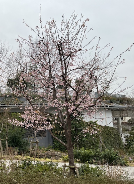 東京の桜の花
