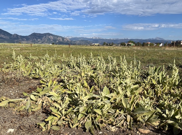 ビロードモウズイカ Common mullein の花