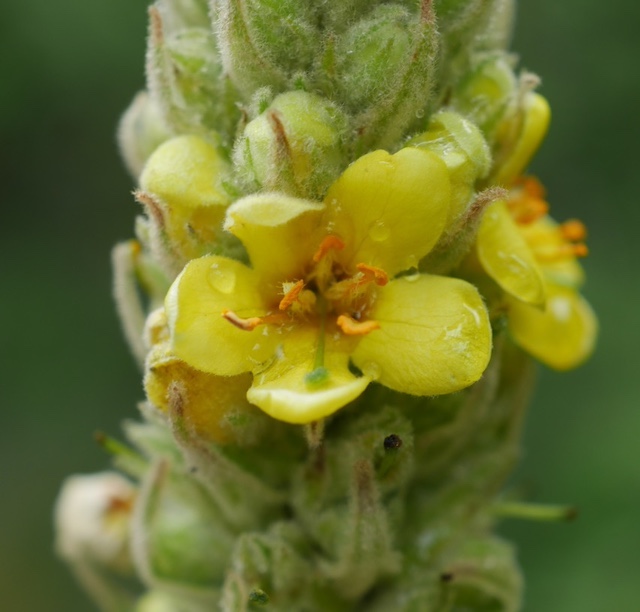 ビロードモウズイカ Common mullein の花