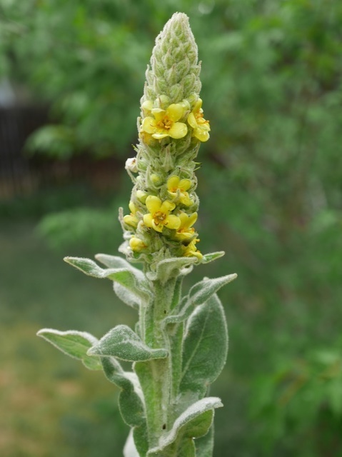 ビロードモウズイカ Common mullein の花