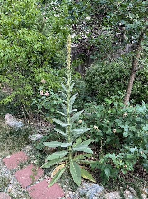 ビロードモウズイカ Common mullein の花