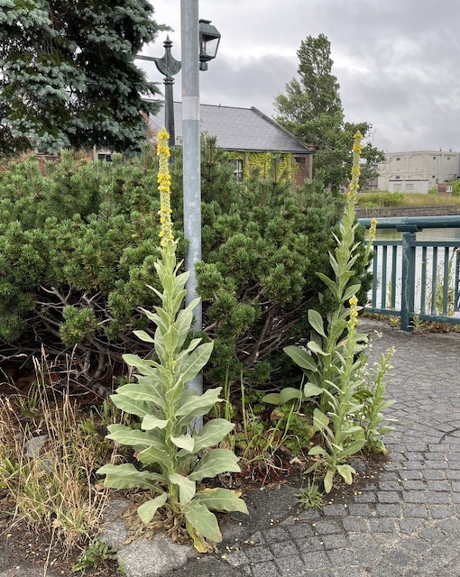 ビロードモウズイカ Common mullein の花