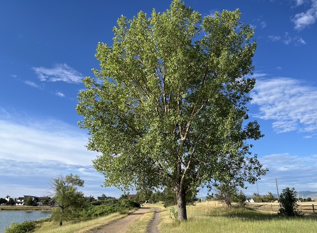 Cottonwood