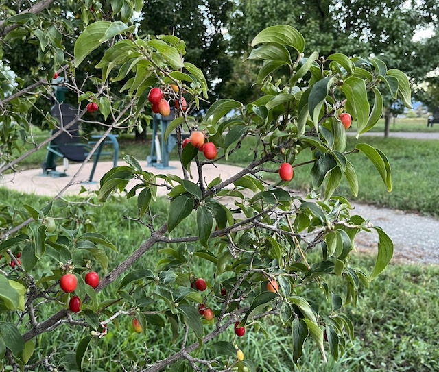 Cornelian Cherry Dogwood 実 アメリカの木