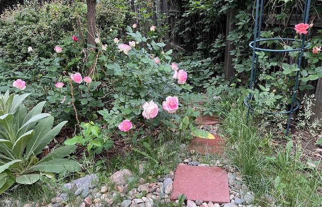 アメリカのバラ コロラド州ガーデン