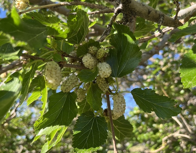 mulberry  桑の実 Russian mulberry -アメリカの木 アメリカの樹木 ミニガイド・ミニ図鑑