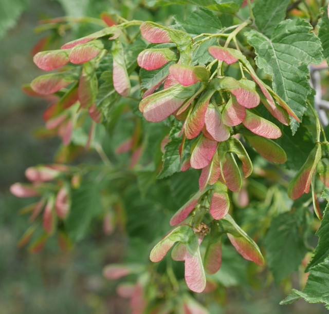 Tatarian Maple メープル -アメリカの木