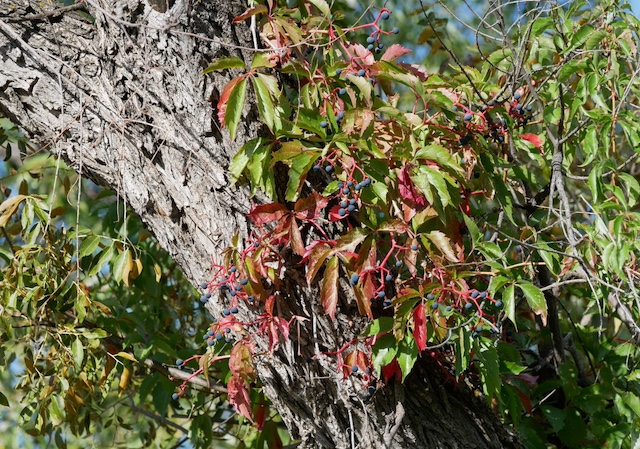 virginia creeper アメリカヅタ 紅葉