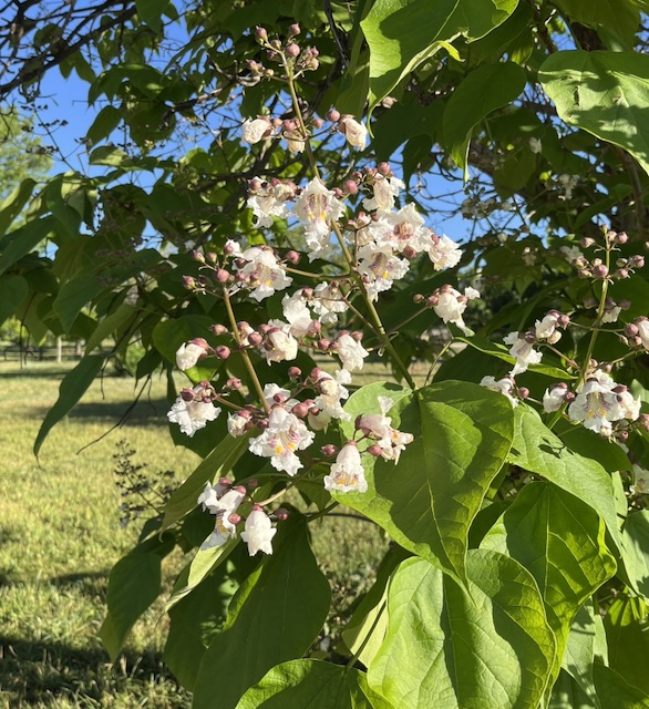 梓の花