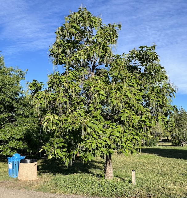 catalpa キササゲ （梓）western catalpa -アメリカの木