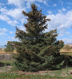 Colorado spruce トウヒ アメリカの木