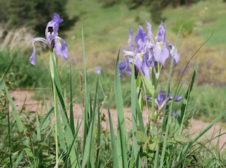 ロッキー・ボルダーカウンティーの花