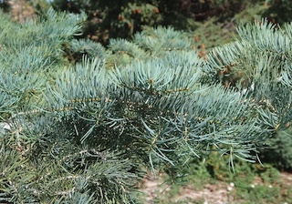 concolor fir もみの木 アメリカの木 