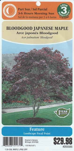 イロハモミジ植樹（カエデ） Bloodgood Japanese Maple