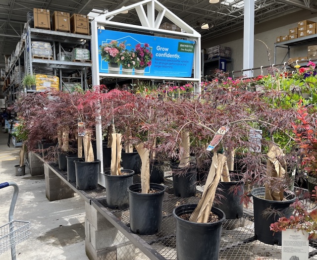 イロハモミジ植樹（カエデ） Bloodgood Japanese Maple