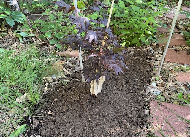 イロハモミジ植樹（カエデ） Bloodgood Japanese Maple