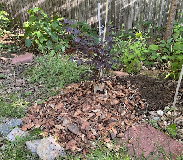 イロハモミジ植樹（カエデ） Bloodgood Japanese Maple