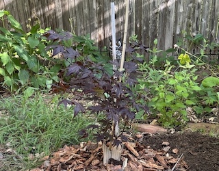 イロハモミジ植樹（カエデ） Bloodgood Japanese Maple