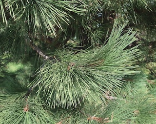 Pine 松  ponderosa pine -アメリカの木