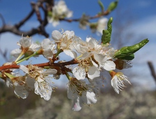 アメリカの木 広葉樹 Princess Key Plum