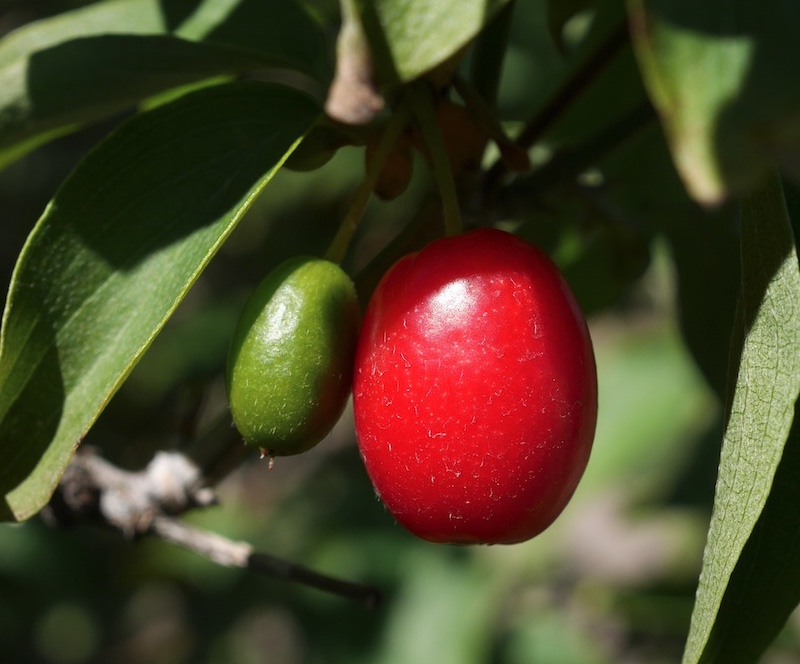 Cornelian Cherry Dogwood 実 アメリカの木