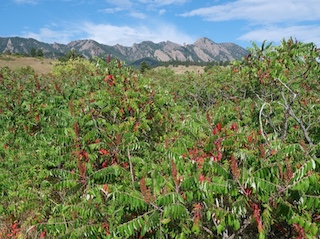 USAJPN.COM トップ写真　smooth sumac 