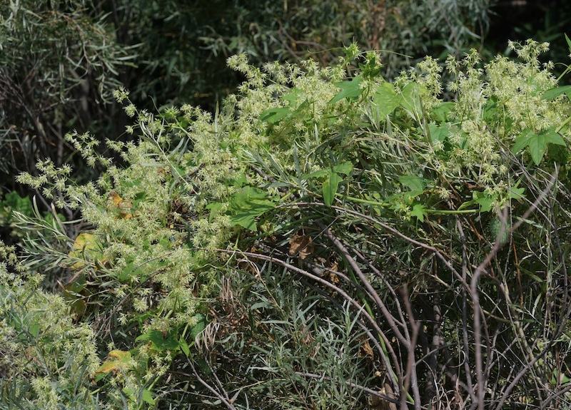 Clematis 野生のクレマチス、Western White Clematis コロラド州ボルダー