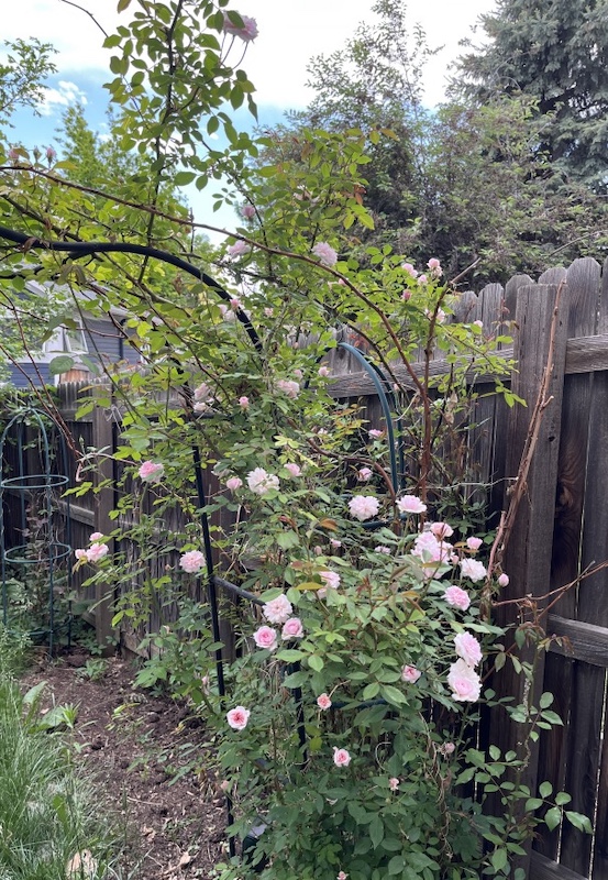 アメリカのバラ　つるバラ